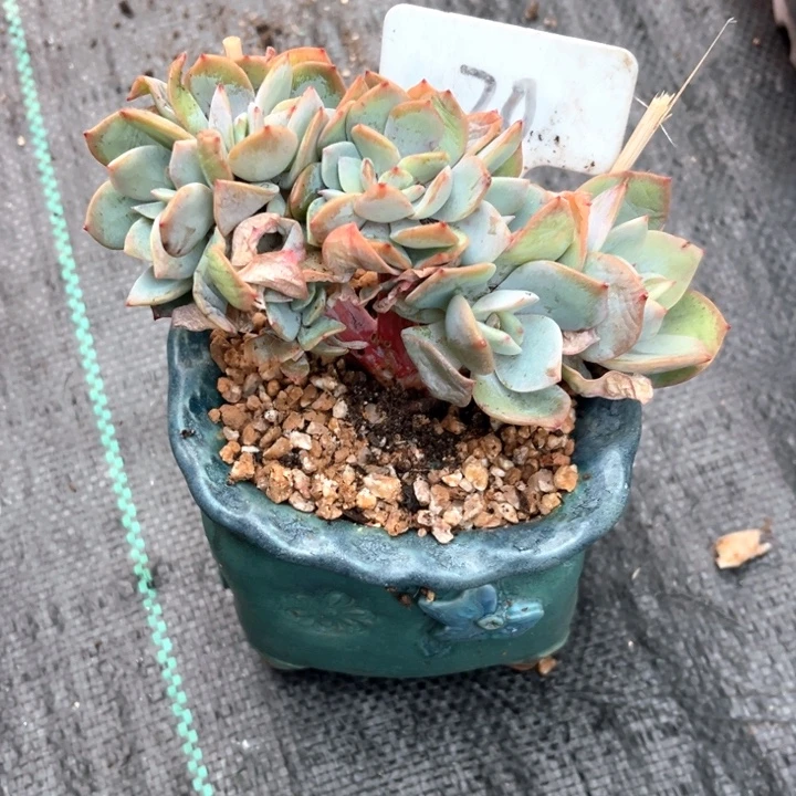 凤朵朵一个人的时候了解