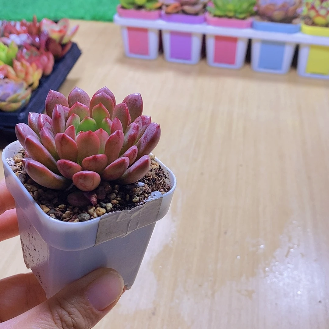 无花朵多肉植物红宝石送盆