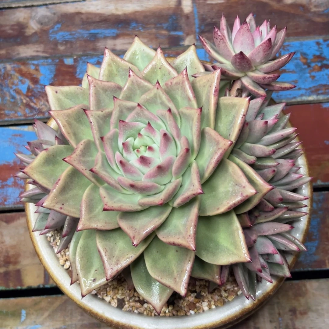 多肉植物一物一拍（02号）