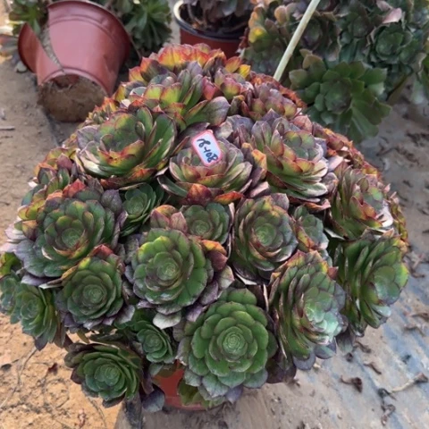 18-108黑魔朵朵多肉植物