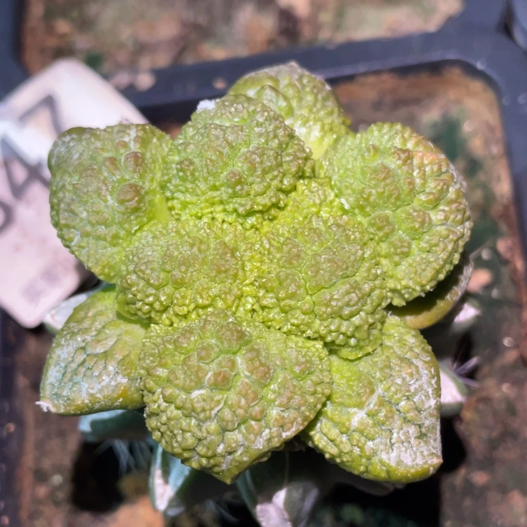 全部花朵无毛哥斯拉牡丹锦347