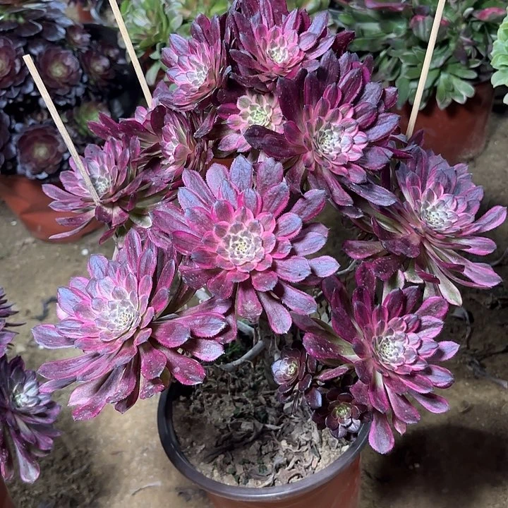 多肉植物法师紫霞仙子11