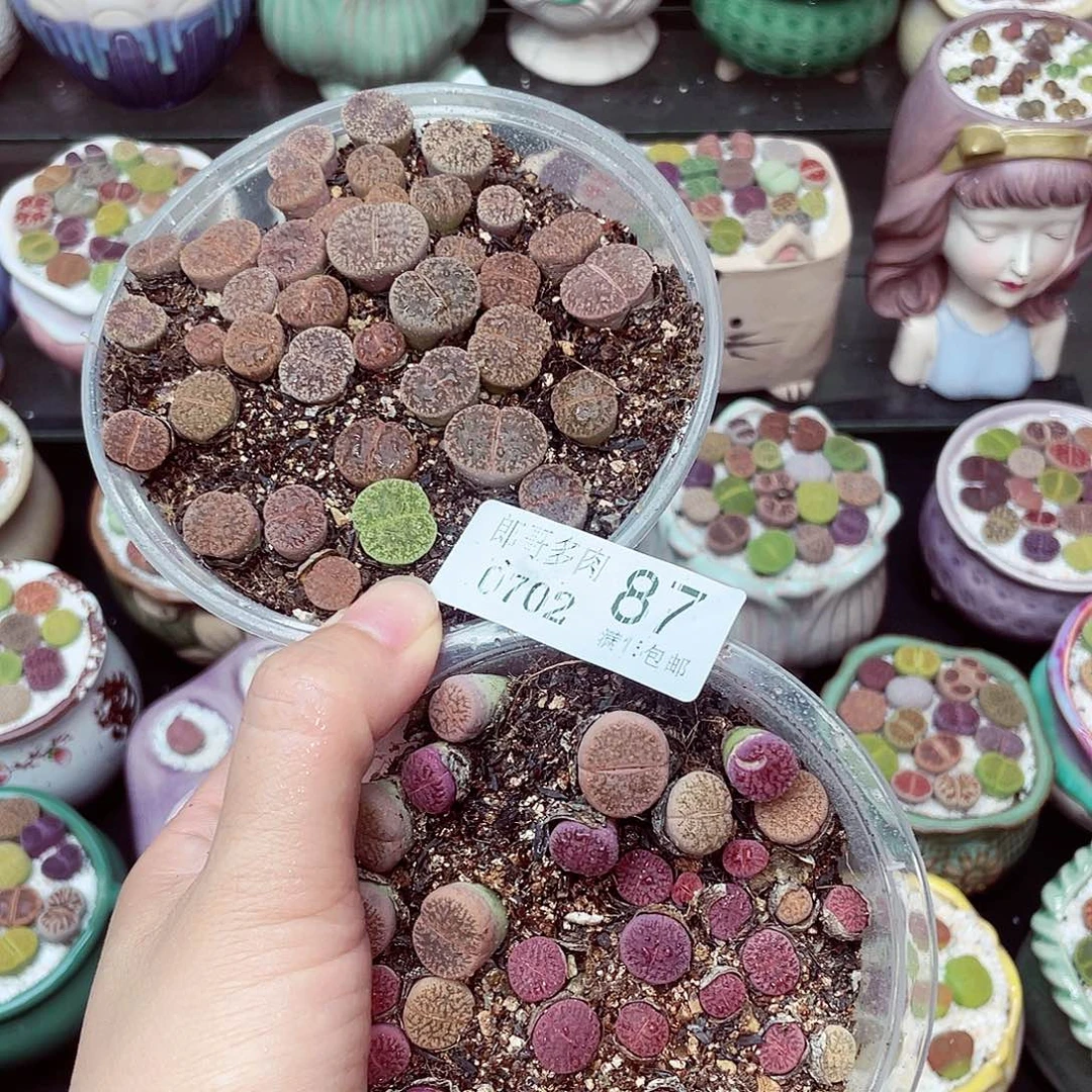 生石花18包邮0702-87