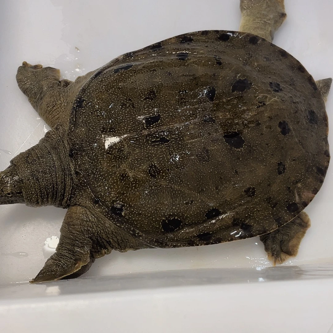 中国大陆12345678