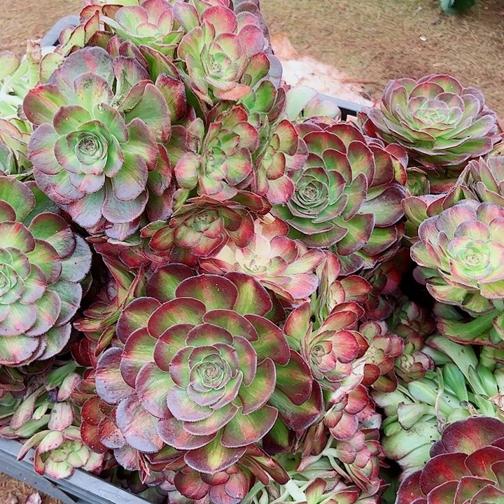 海王七彩多肉植物大战