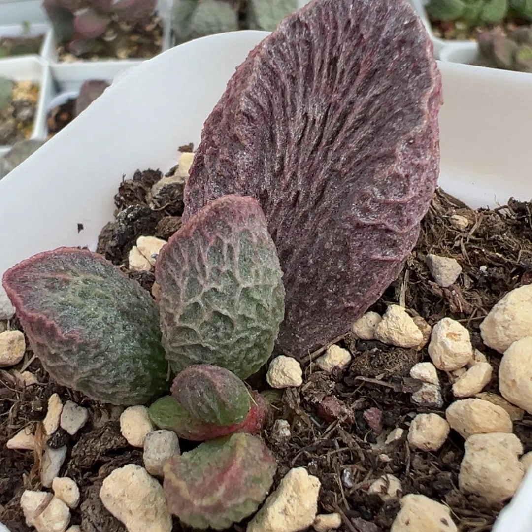 粉色网格纹实生新品大苗