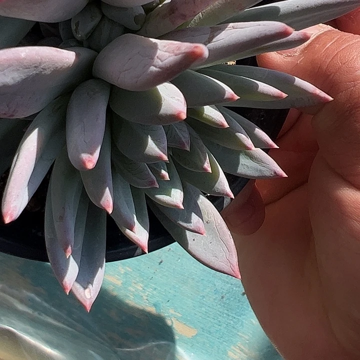 爆米花自然群11111