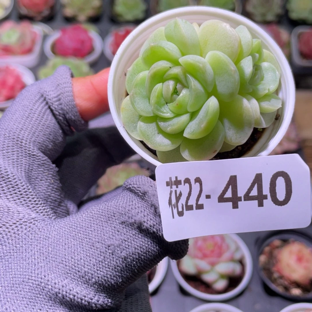 花利美22-440瑶心