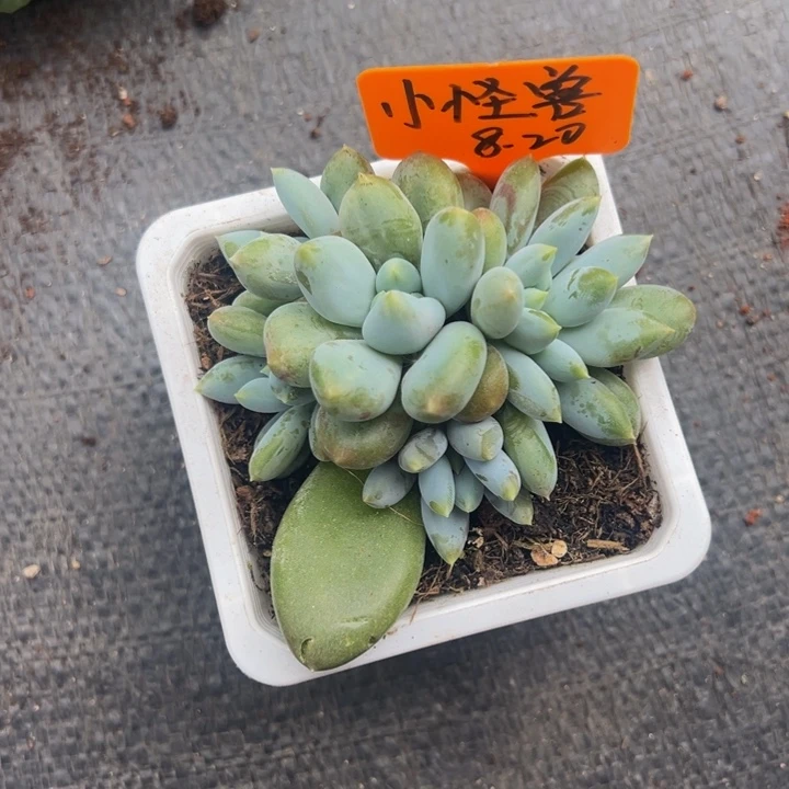 胖体哥特自然群无砍头