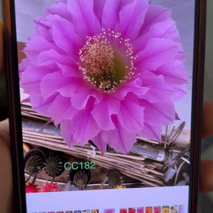 无花朵仙人球侧芽歪cc182