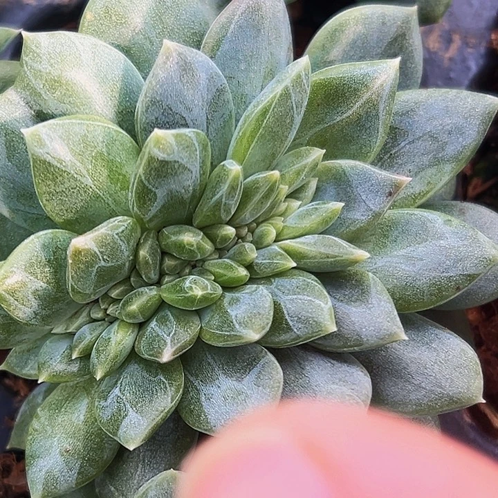 美人系多肉植物一物一拍