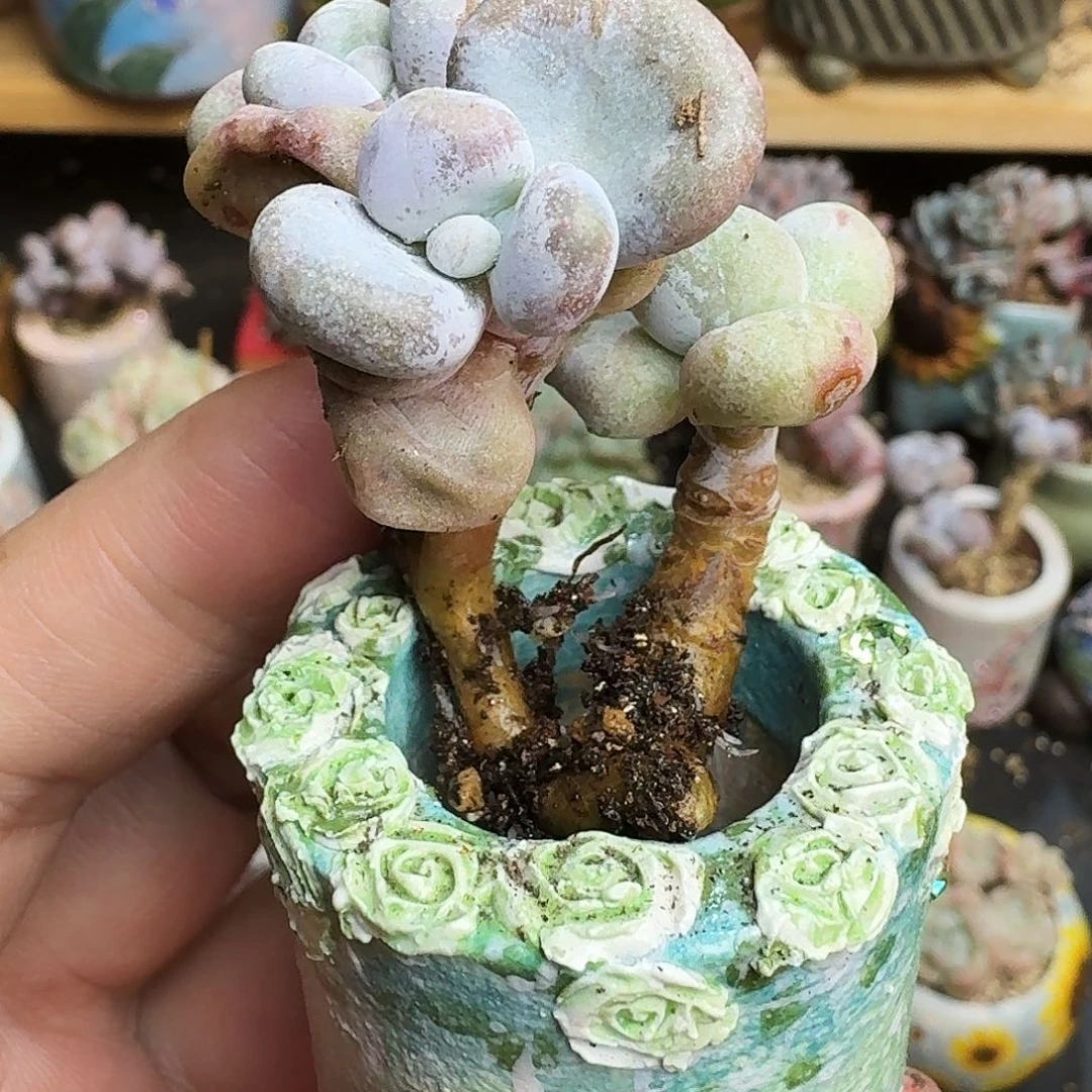 璇*多肉油煎群生老桩