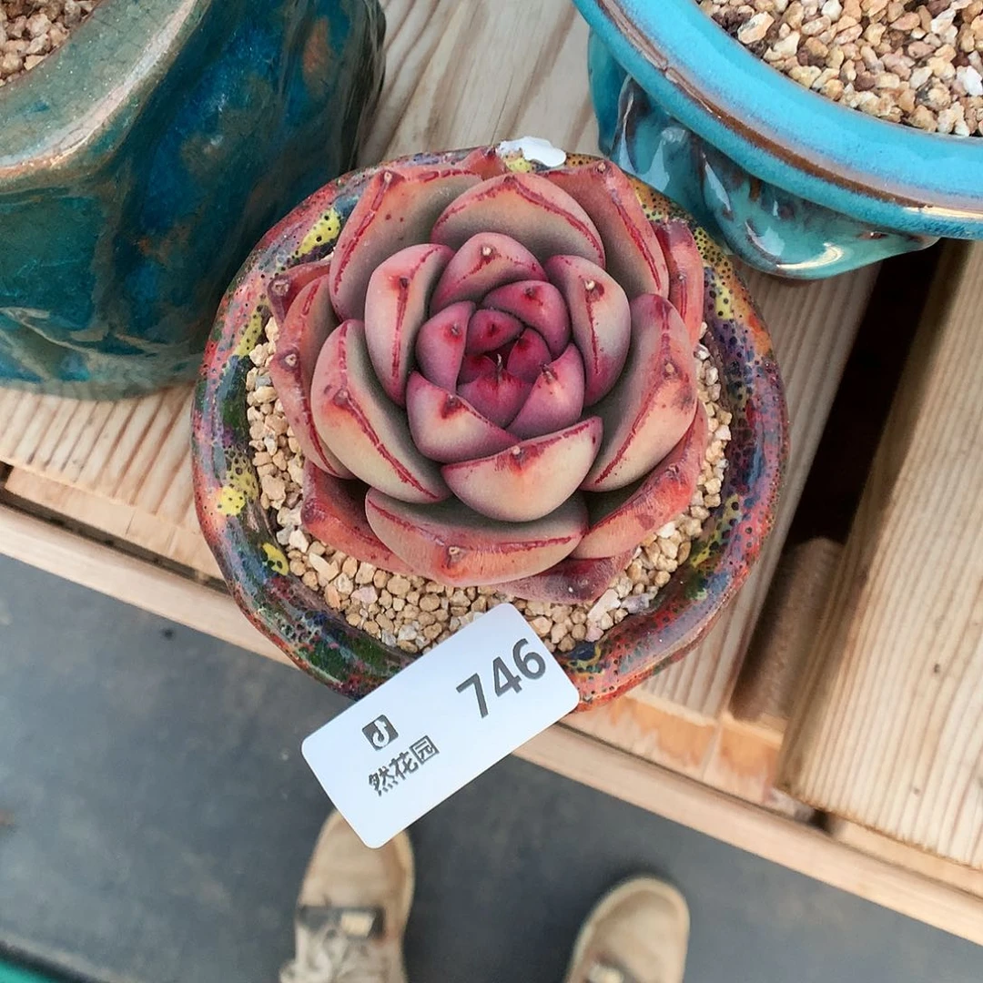 746凯泽多肉植物66666
