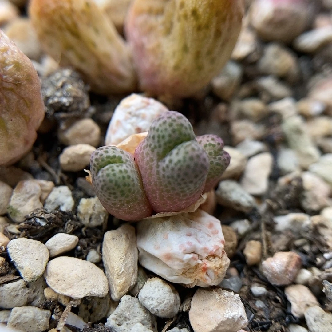 955D斑马一颗满35包邮