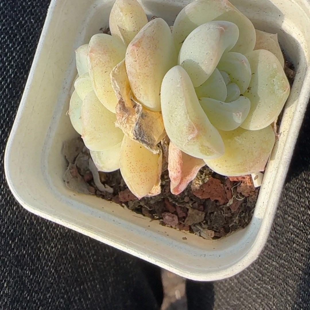 小卡拉米糖心一物一拍