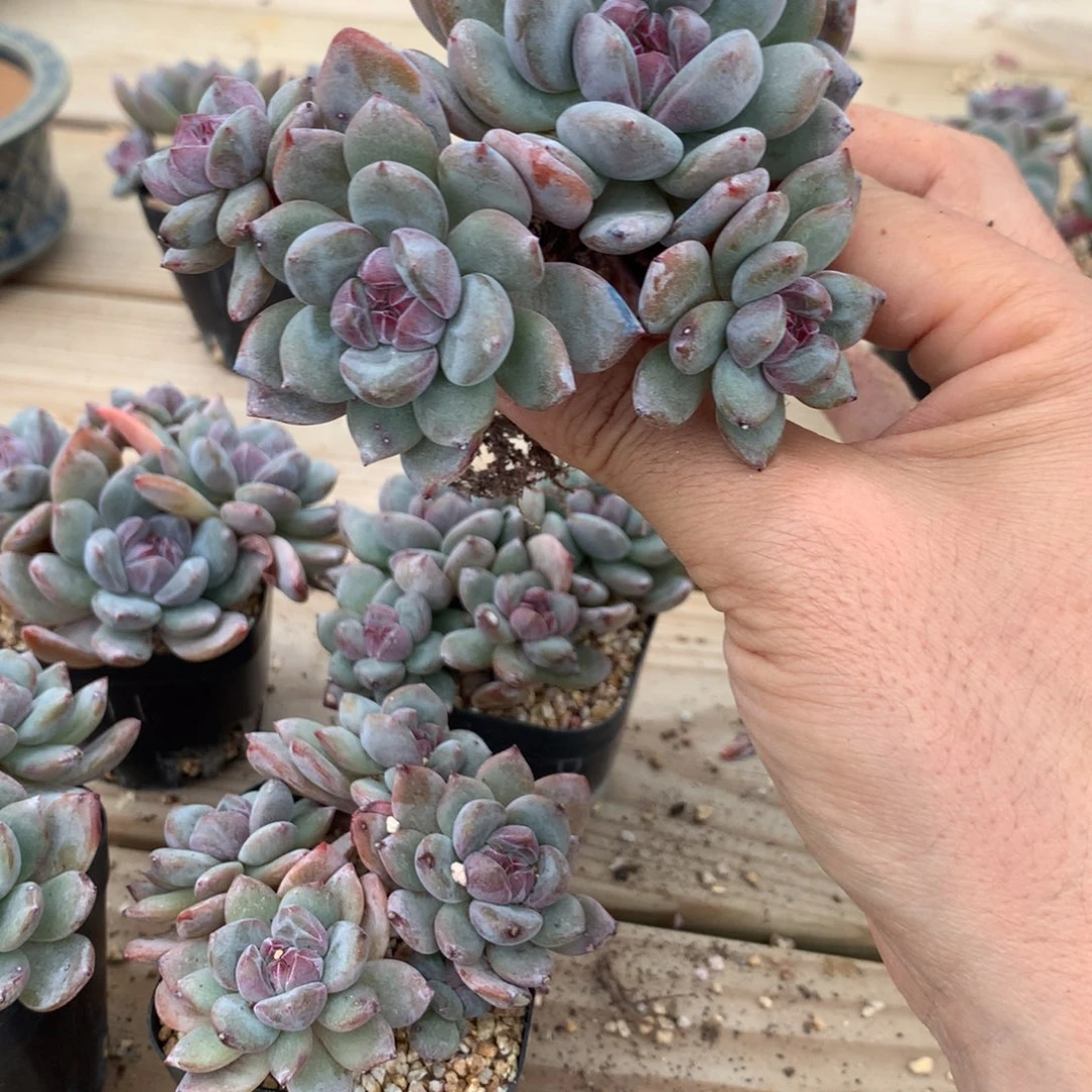 没***诺承诺突尼斯发货多肉