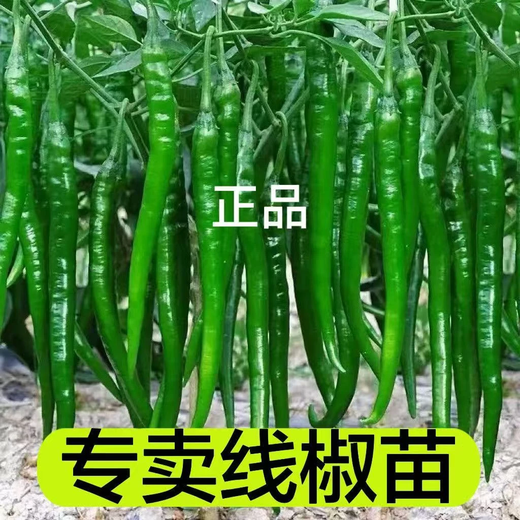 帝王336线椒超长四季香辣高产特大长苗子线椒农科院正品二荆条