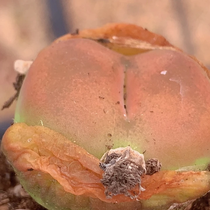 5888899858685655555644