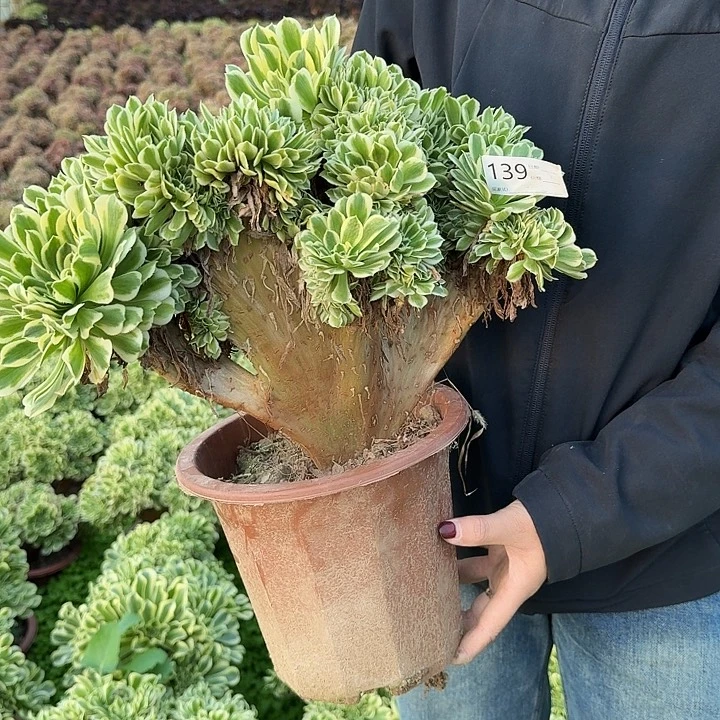 迈巴赫缀有伤139号