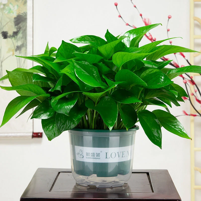 180绿箩盆栽室内绿植好养大叶绿萝花卉植物源头基地直发市场批发