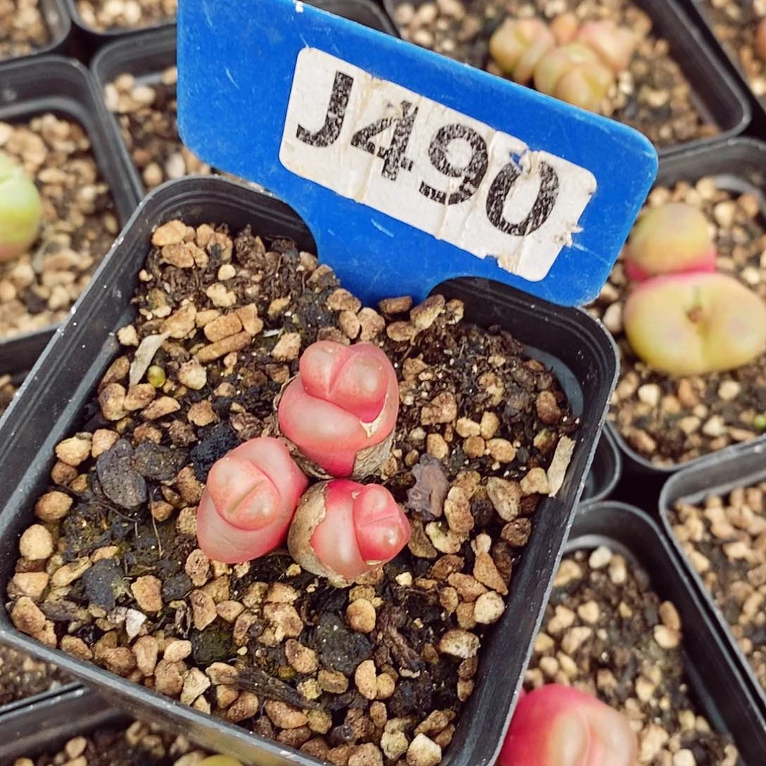 鍗*肉锥3-4cm多肉植物