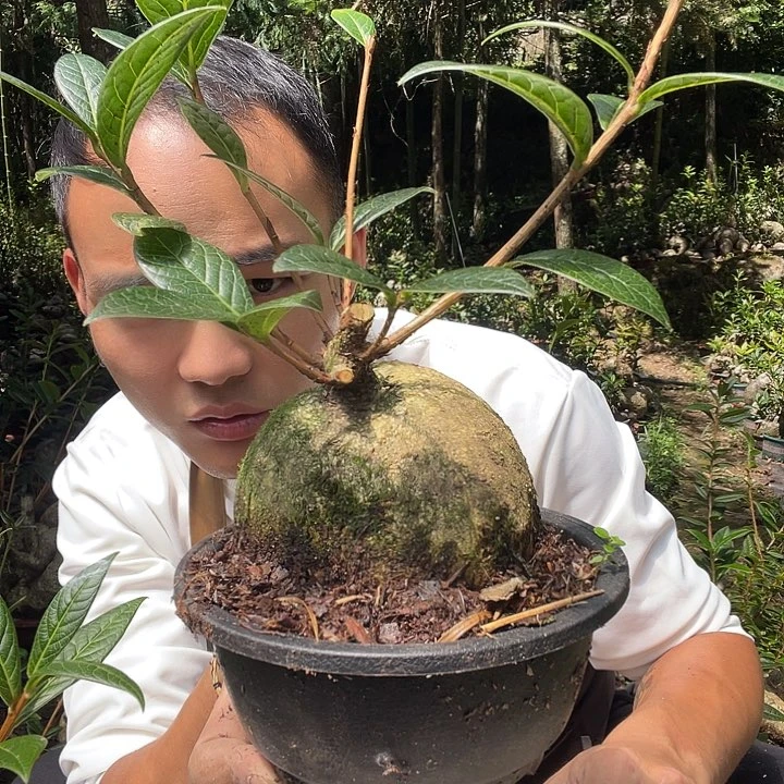 无花朵我也不知道我为什么要