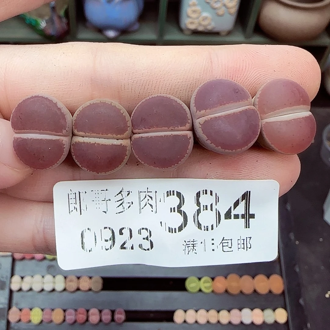 满满18包邮0923-384