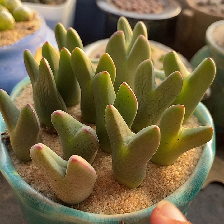 大皮卡丘一颗
