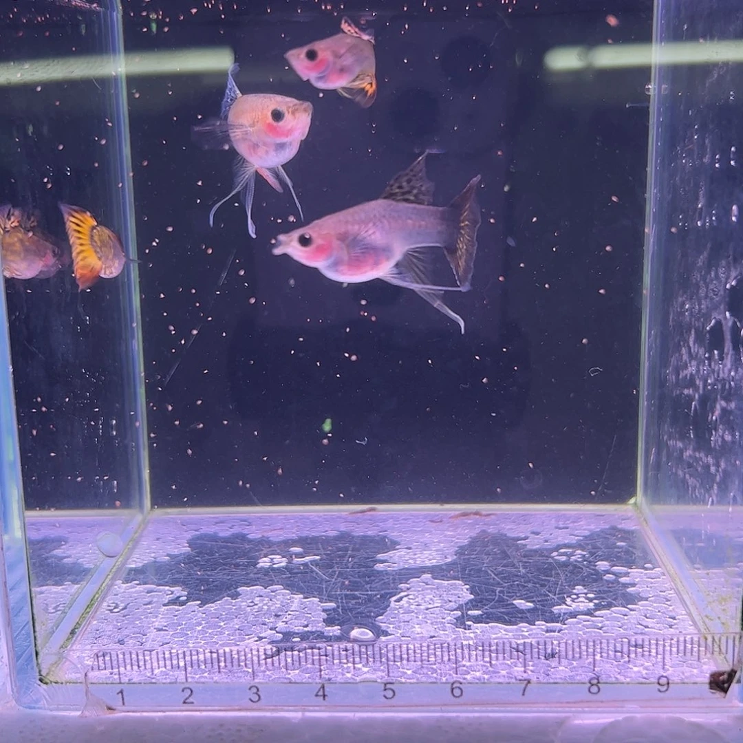 孔雀鱼小黄尾玻璃猫两队c