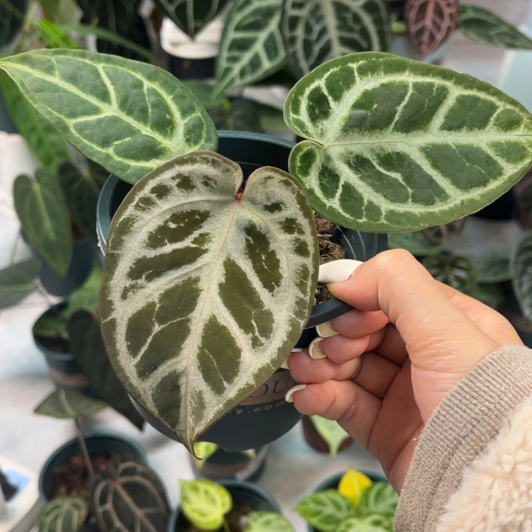 不开花植物银银红11