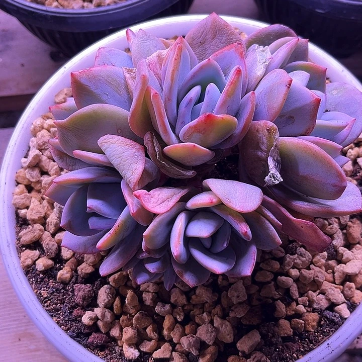 七****呛我是第一百个为玉童子应援哒