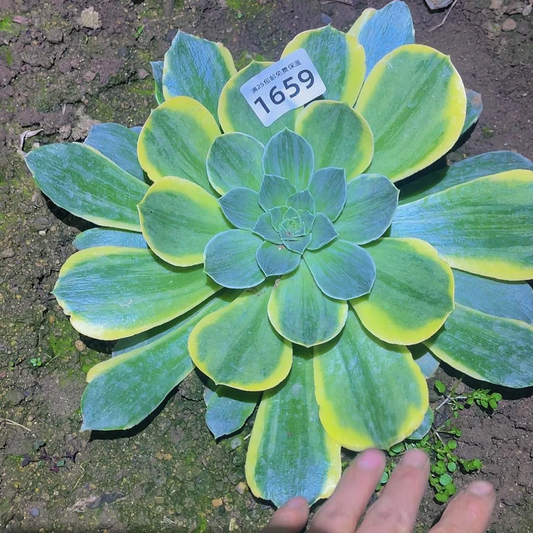 1659香绿盘黄拉丝多肉植物