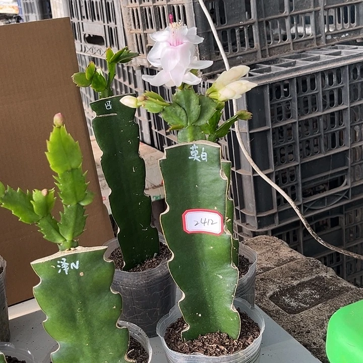 梦***由当前无花朵，栽培后可花朵墨白