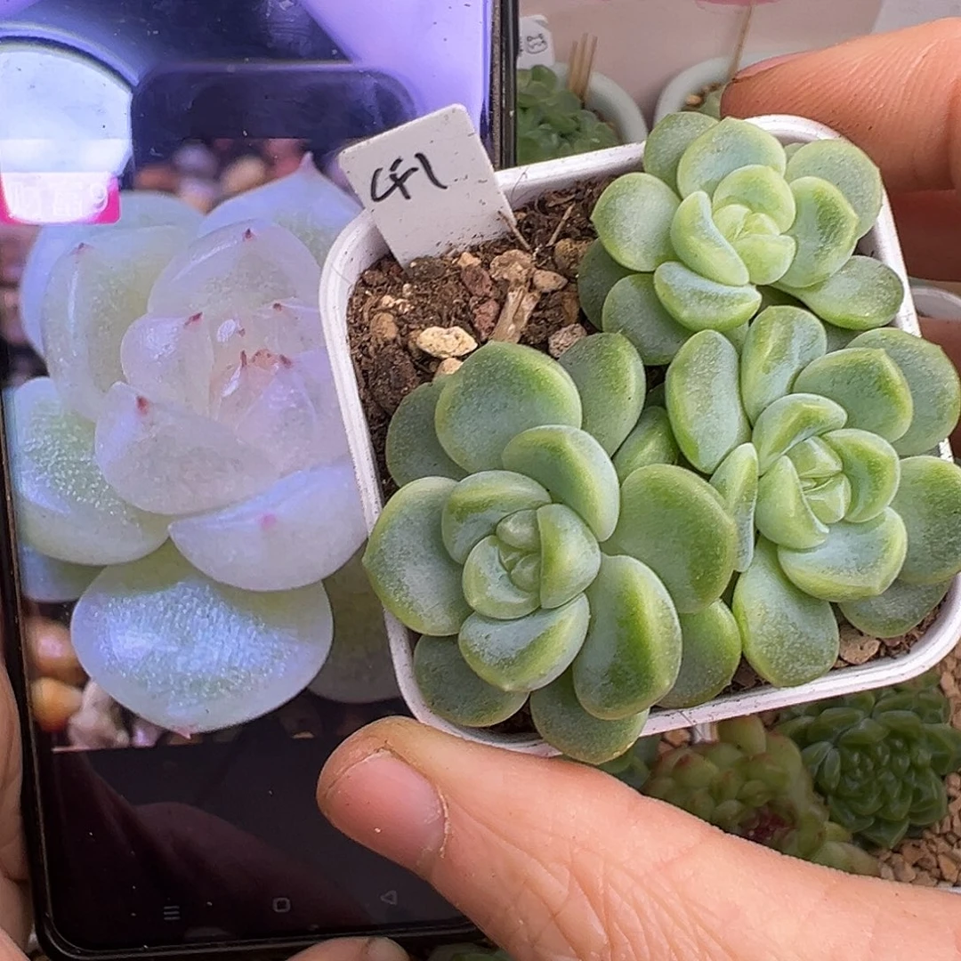 原价38。下播福利白财富