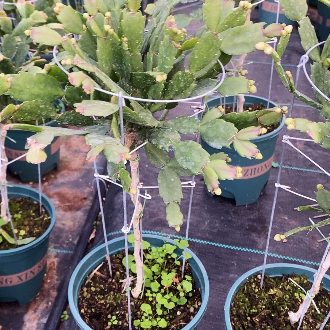 冰***檬完全开放福利款重半