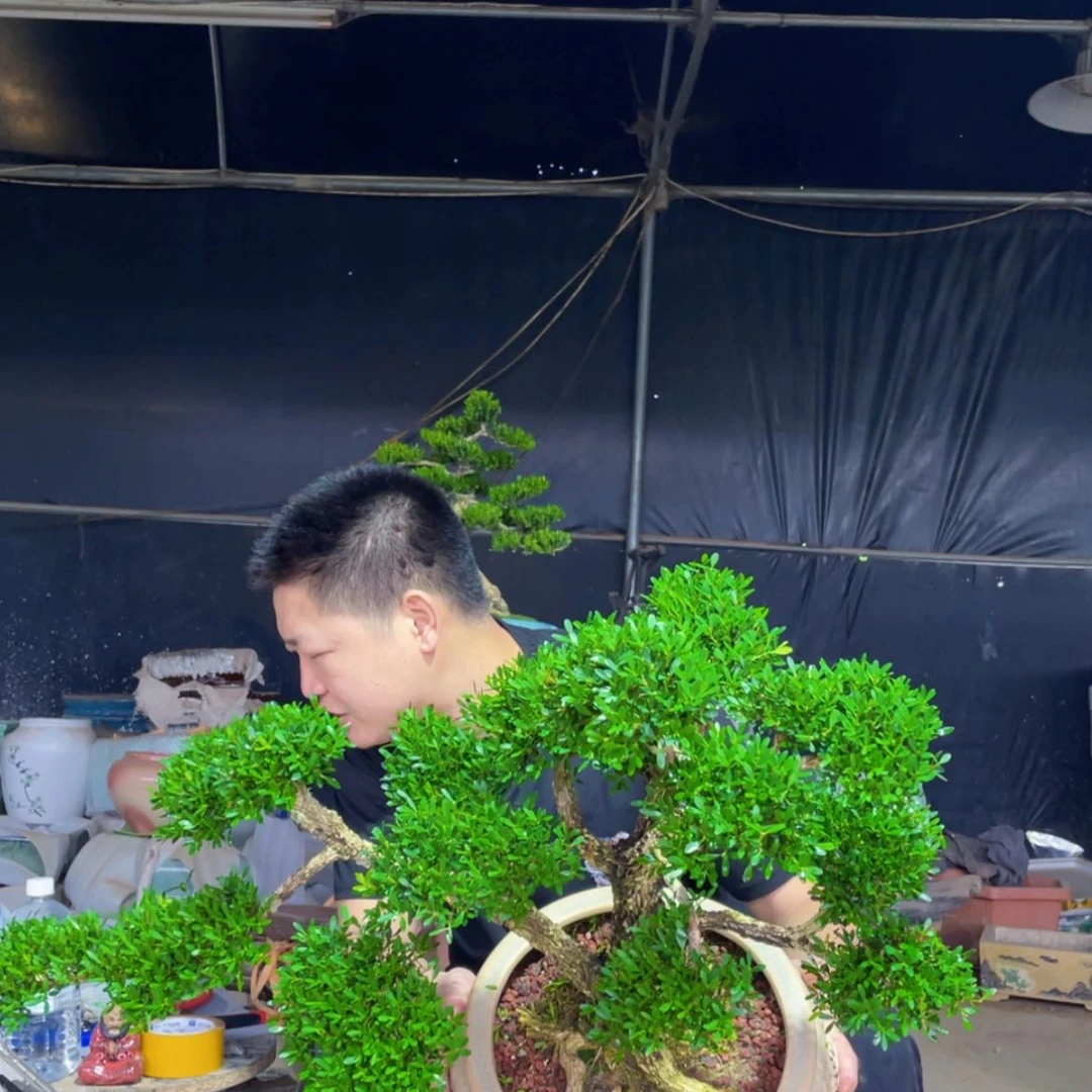 【闪购商品】当前无花朵，栽培后可花朵黄杨盆景园林植物