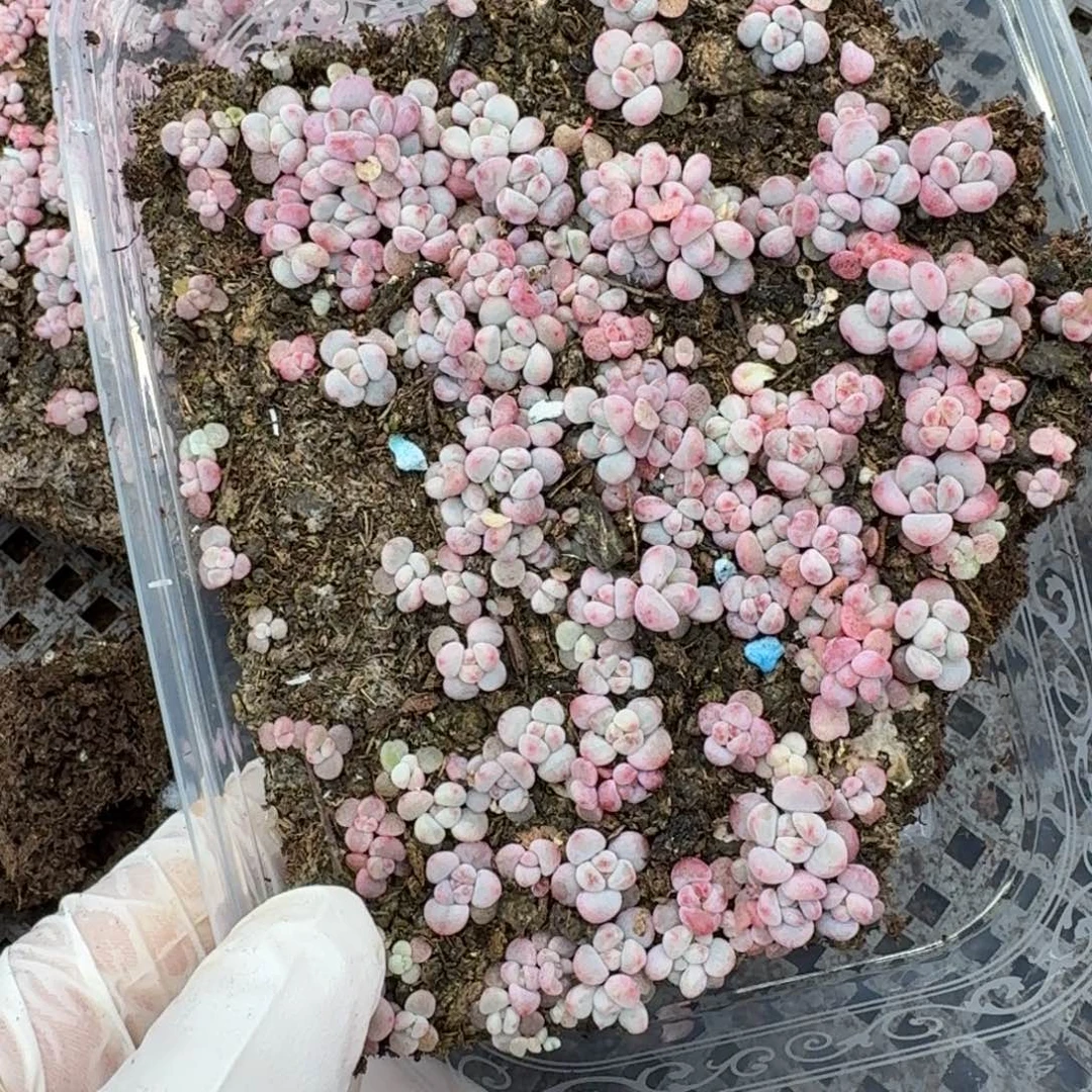 多肉植物多肉植物153