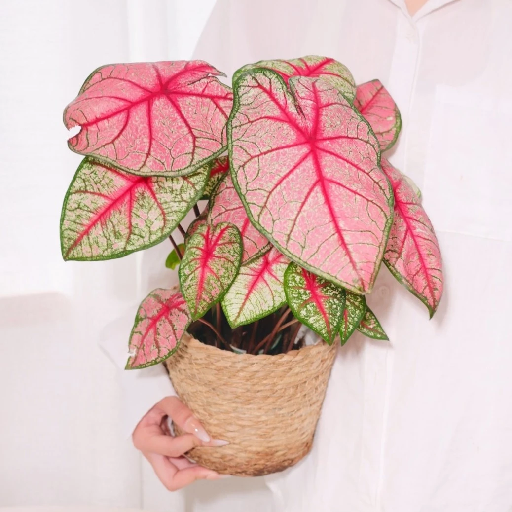 【辐射 清苗床】0.5加仑原盆原土进口彩叶芋超大种球好养绿植植