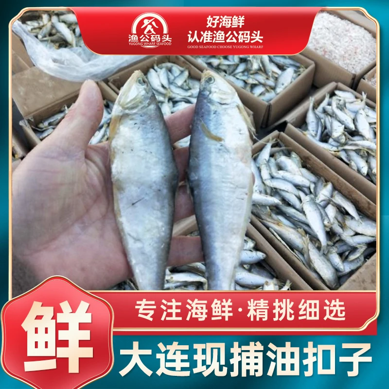 大连当地油扣子鱼 顺丰发货一斤15-18左右 大小有差异