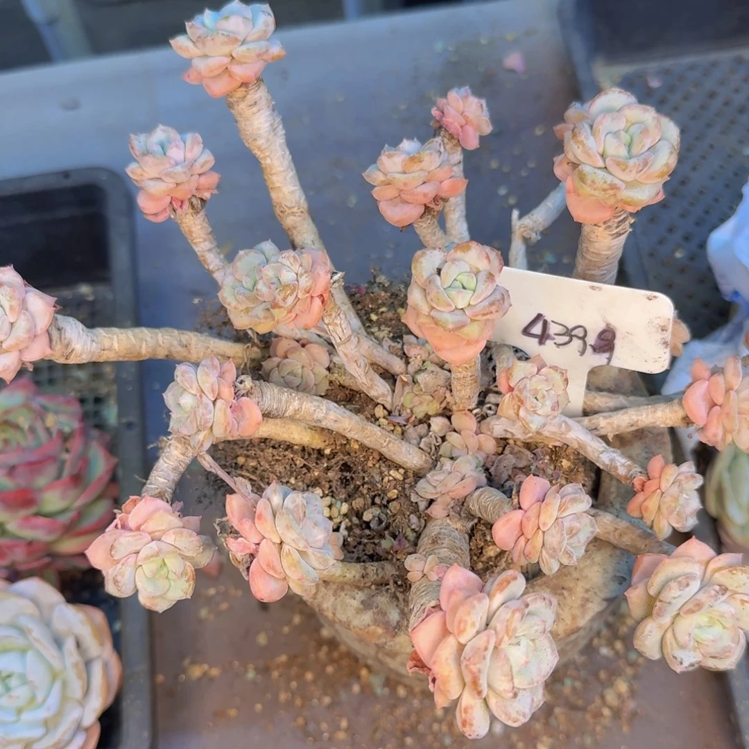多肉植物的生长发育和生长