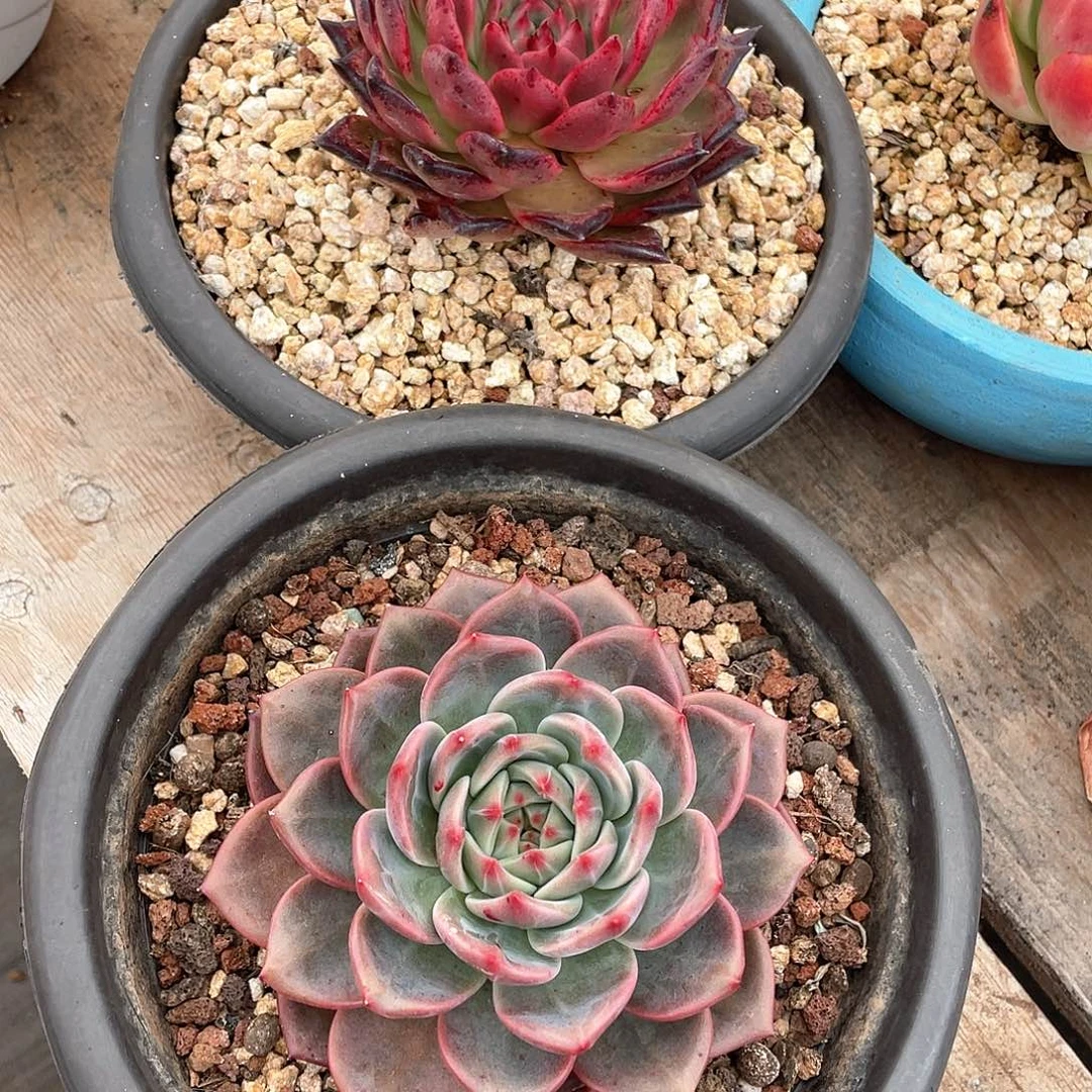 小***陆多肉植物一物一拍