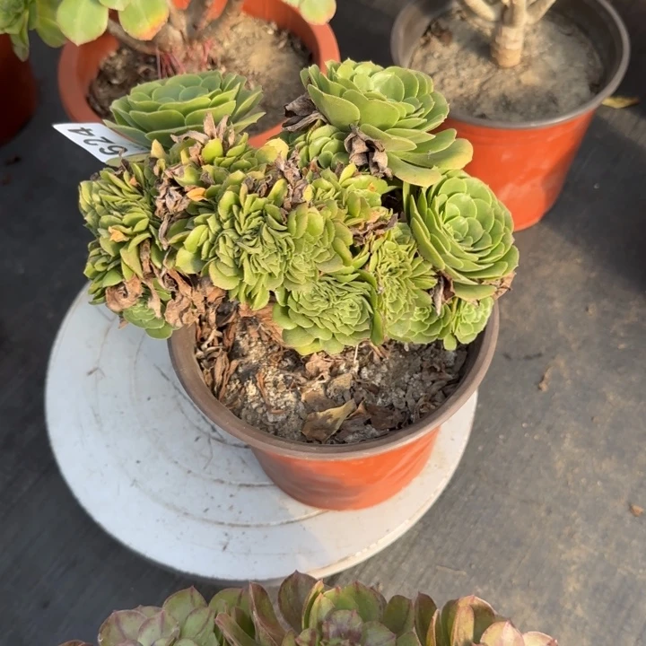 多肉植物生长发育624