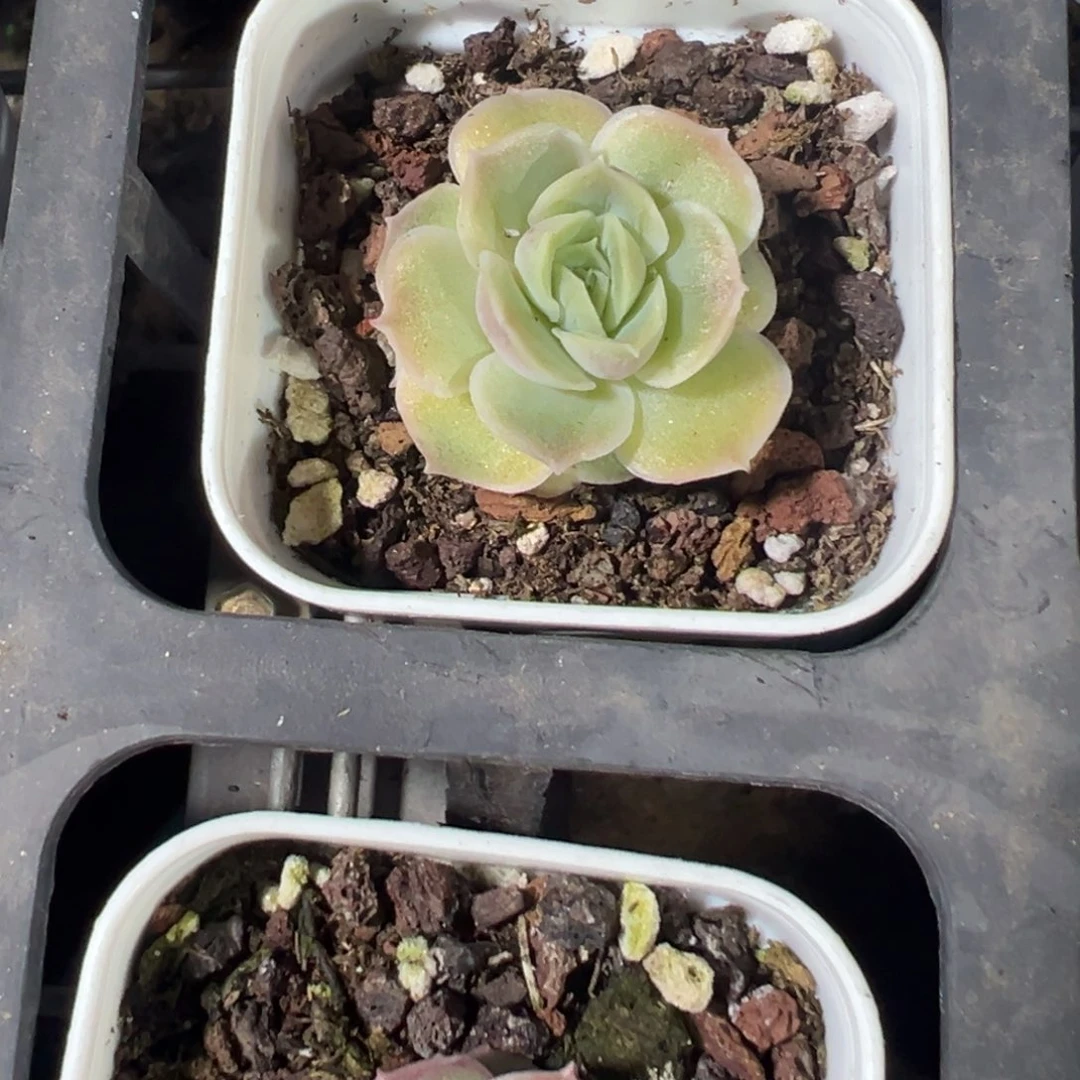 水晶虾饺单头到手1颗量拍多肉满18包邮