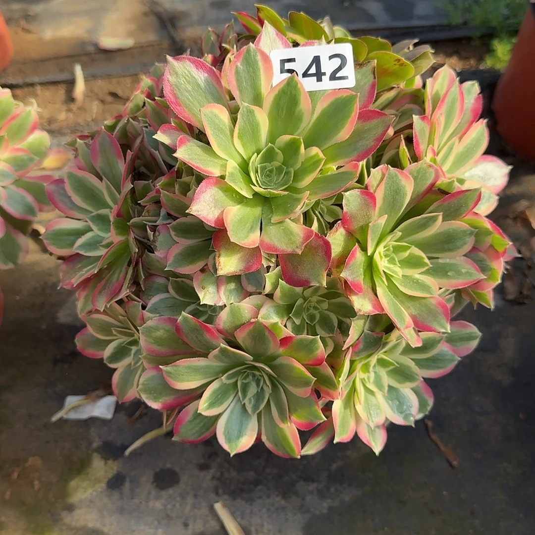 多肉植物布加迪542