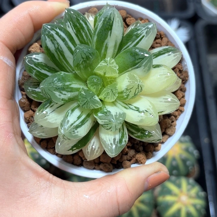 白盘苏州玉露锦多肉植物