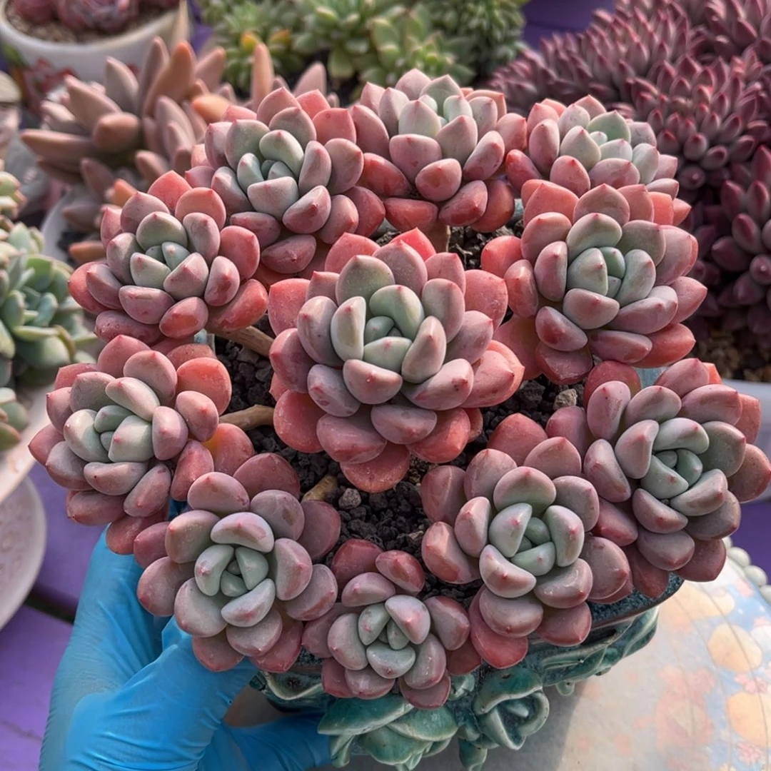 白鹭捧花一物一拍