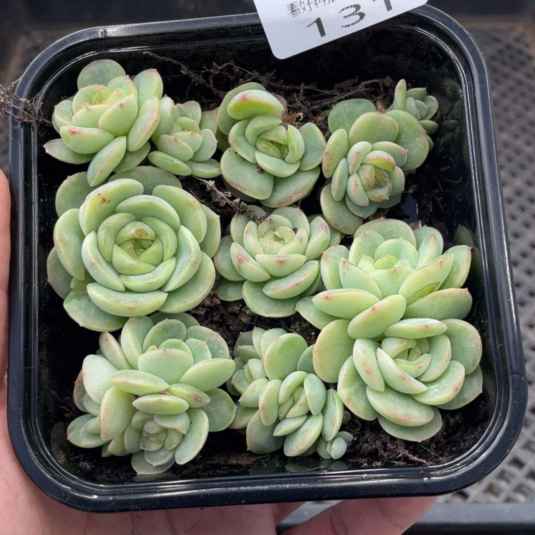 云糖心多肉植物131