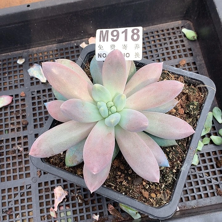 彩体哥特变异 很特别