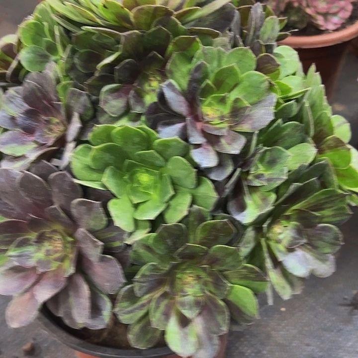 多肉植物花月夜031个不售后