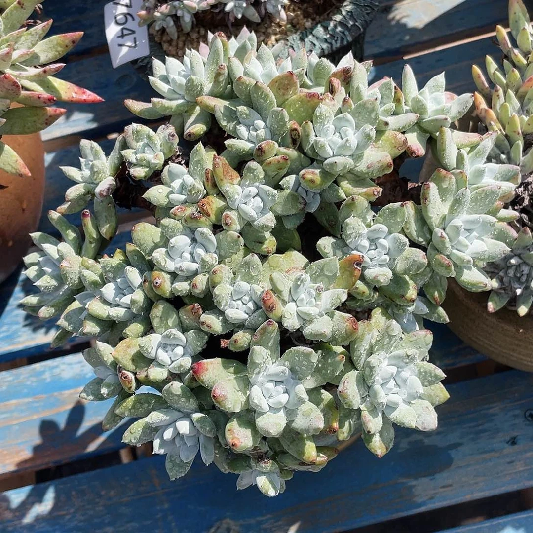 诺马苹果叶杂拇指大群r